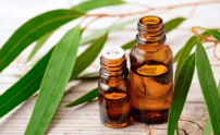 Eucalyptus Oil