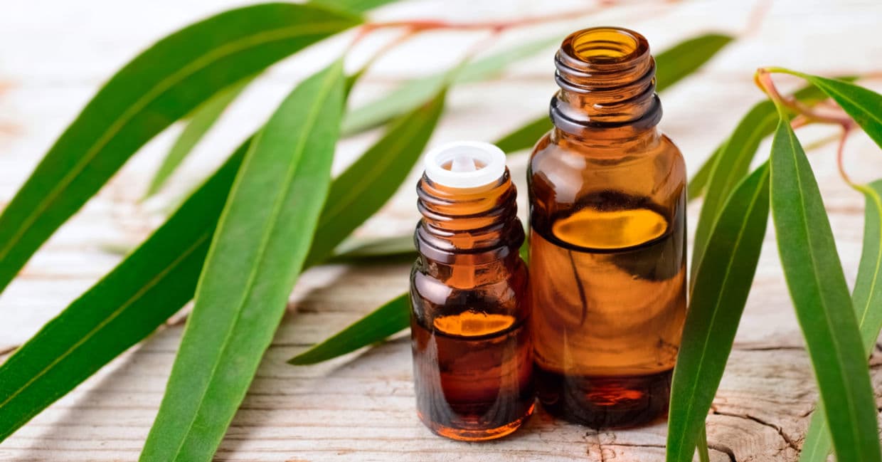Eucalyptus Oil