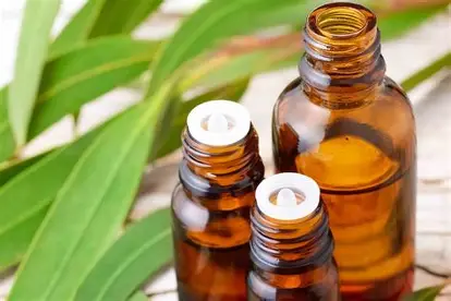 Eucalyptus Oil 70% / 75% / 80%